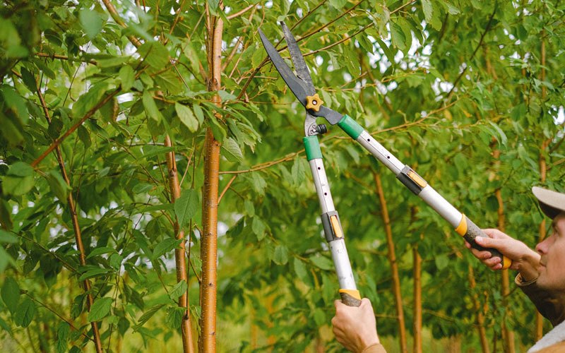 Tree trimming in Sugar Grove, IL
